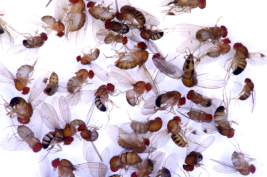 drosophila