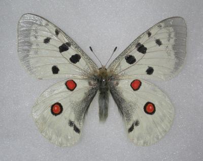 parnassius