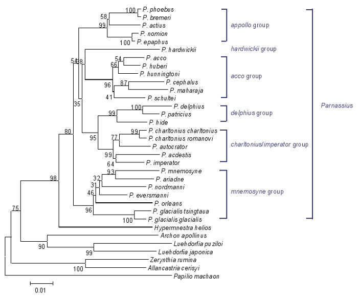 parnassius tree